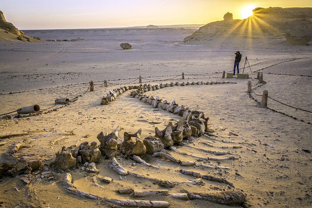 Excursion de 4 jours en Égypte : les pyramides et la vallée des baleines